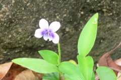 Viola banksii