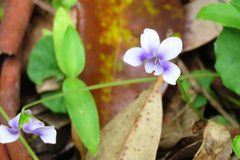 Viola banksii
