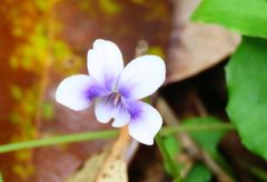 Viola banksii