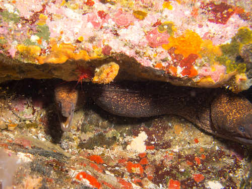 Griffin's moray (Gymnothorax porphyreus) — Muraenidae — 4