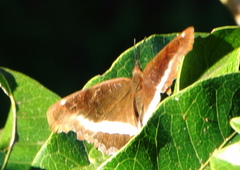Eurytela hiarbas angustata