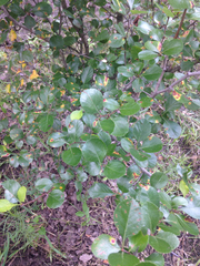 Crataegus reverchonii