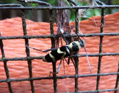 Chlorophorus curtisi