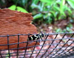 Chlorophorus curtisi