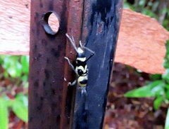 Chlorophorus curtisi