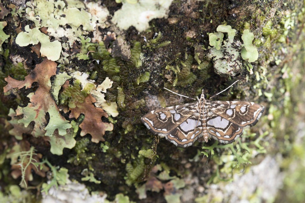 Paracymoriza taiwanalis