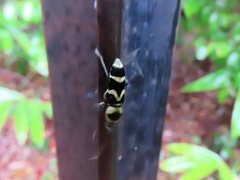 Chlorophorus curtisi