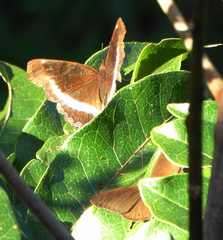 Eurytela hiarbas angustata