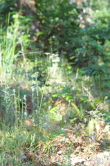 Ligusticum apiifolium
