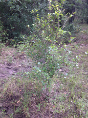Crataegus reverchonii