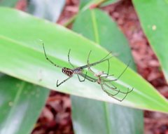 Leucauge dromedaria
