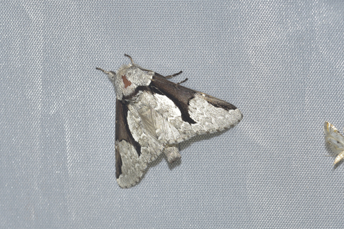 Wilemanus hamata