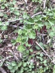 Ribes roezlii