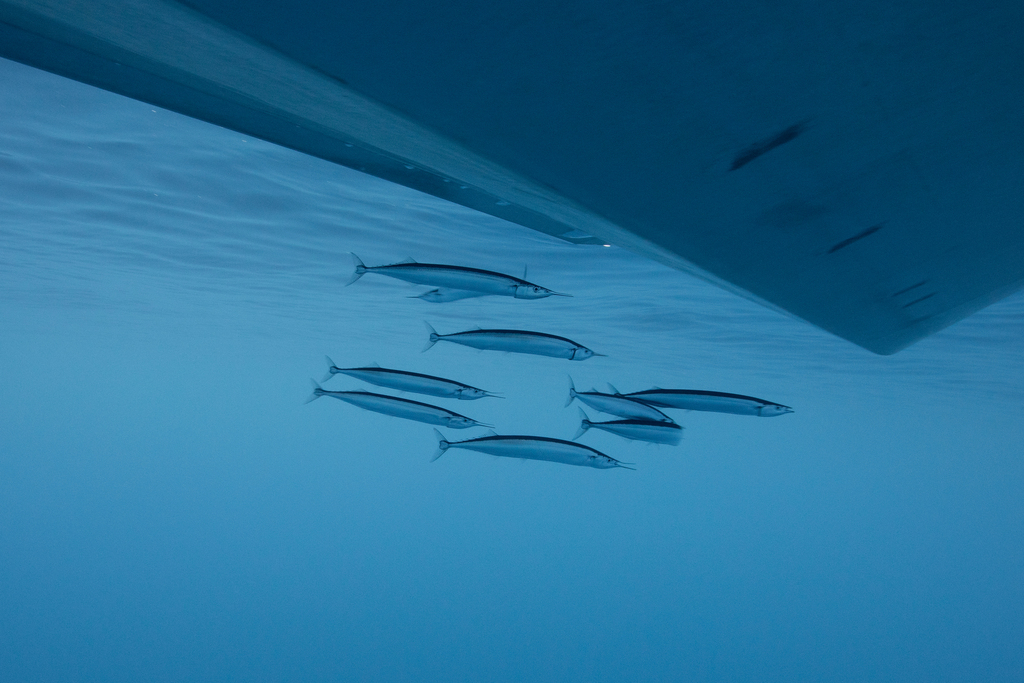 Southern Saury
