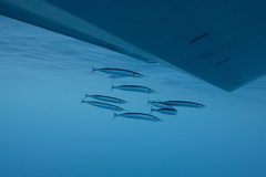 Southern Saury photo 1