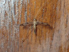 Macrocera