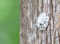 Emcephalus floccosus