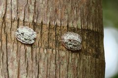 Emcephalus floccosus