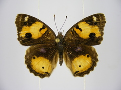 Junonia hierta cebrene
