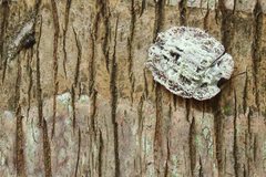 Emcephalus floccosus