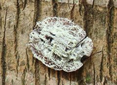 Emcephalus floccosus