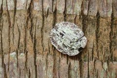 Emcephalus floccosus