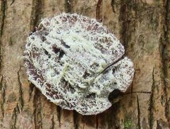 Emcephalus floccosus