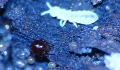 Oribatida