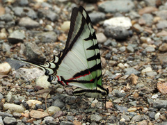 Neographium agesilaus