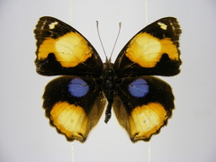 Junonia hierta cebrene