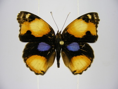 Junonia hierta cebrene
