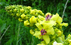 Verbascum alpinum