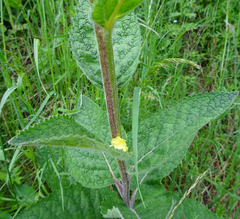 Verbascum alpinum