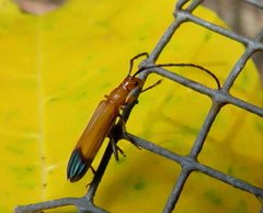 Stenoderus ostricilla