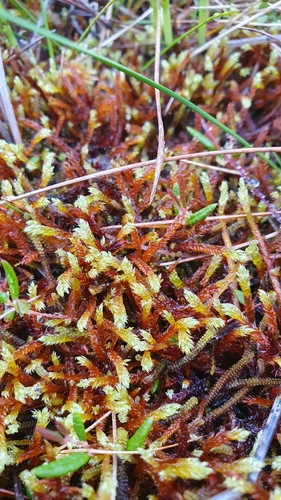 Loeskypnum badium