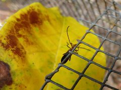 Stenoderus ostricilla