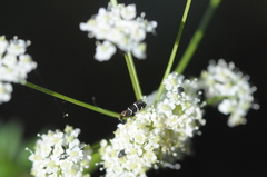 Ligusticum apiifolium