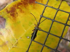 Stenoderus ostricilla