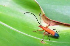 Stenoderus ostricilla