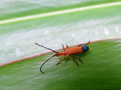 Stenoderus ostricilla