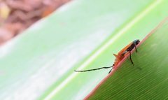 Stenoderus ostricilla