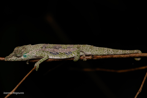 Ambatond'Radama Nosed Chameleon, Calumma radamanus