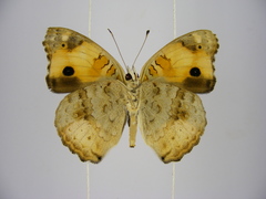 Junonia hierta cebrene