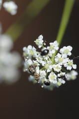 Ligusticum apiifolium