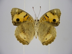 Junonia hierta cebrene