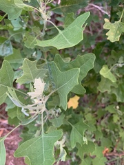 Chenopodium oahuense