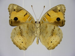 Junonia hierta cebrene