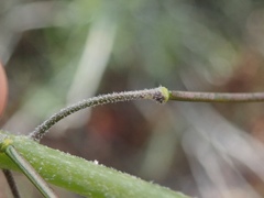 Boechera californica