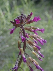 Boechera californica