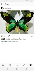 Ornithoptera